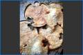 Friedensnacht_0113_28