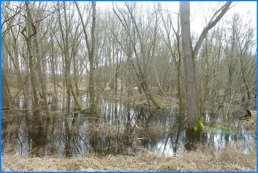 Naturschutzgebiet_W-Bruch24_03