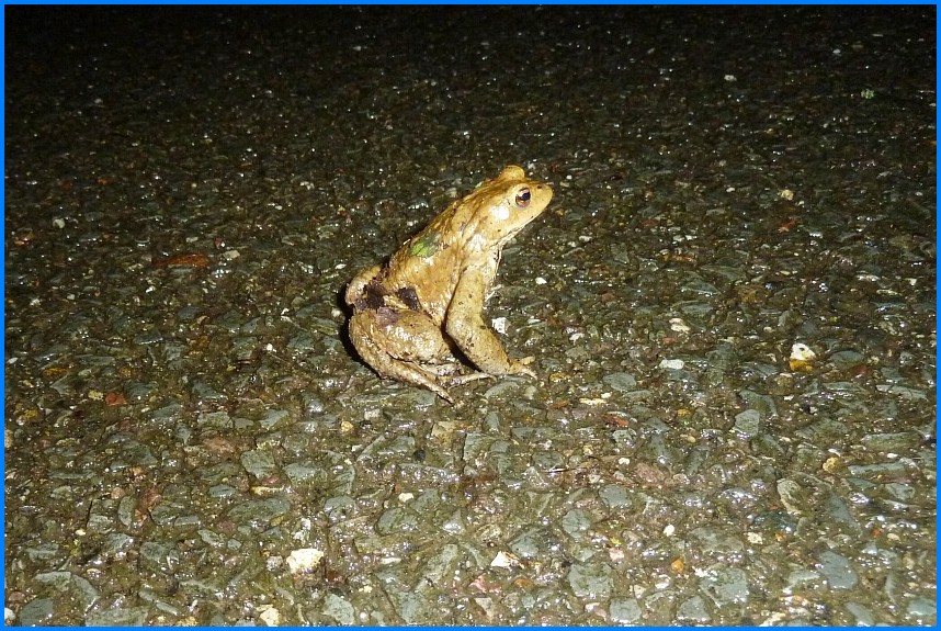 Naturschutzgebiet_W-Bruch24_10