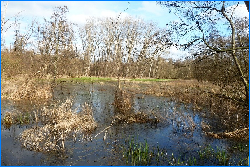 Naturschutzgebiet_W-Bruch24_13