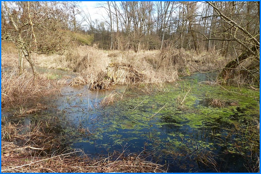 Naturschutzgebiet_W-Bruch24_14