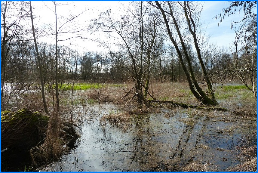 Naturschutzgebiet_W-Bruch24_15