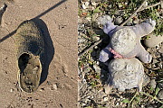 Fundstcke: Schuh & Stoffteddy