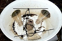 Eimerreuse mit Beifang