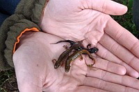 2 Teichmolche+ Bergmolch