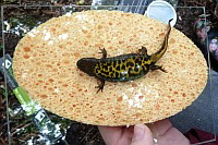 Unterseite Kammmolch Weibchen