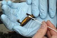 Abstrich beim Kammmolch