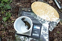 Kammmolch auf der Waage