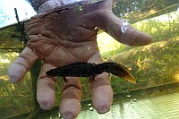 M�nnlicher-Kammmolch im Beobachtungsbecken