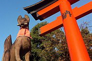 Fushimi Inari taisha Fuchs mit Schriftrolle