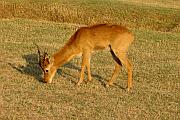 Wir haben auch sehr viele Impalas gesehen - eine Antilopenart