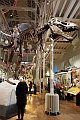 Edinburgh National Museum T-Rex