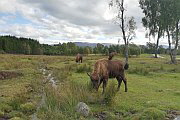 Highland Wildlife Park, Safari