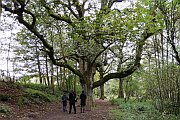 Dunkeld Birnam Oak, Wald