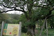 Dunkeld Birnam Oak