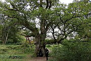 Dunkeld Birnam Oak 